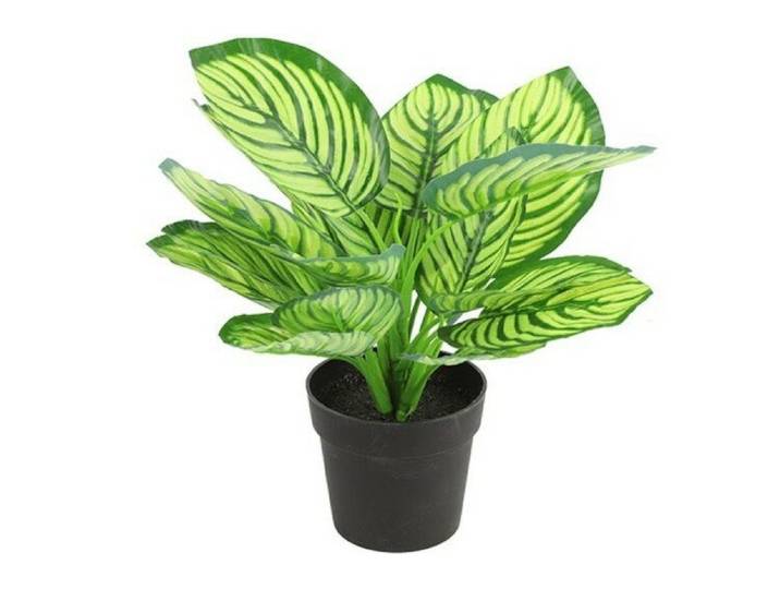Countryfield zijden Calathea plant 28 cm groen