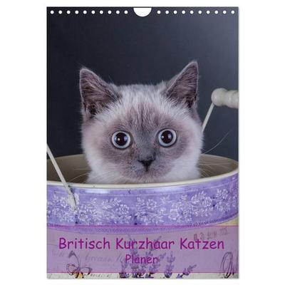 Britisch Kurzhaar Katzen - Planer (Wandkalender 2027 DIN A4 hoch), CALVENDO Monatskalender