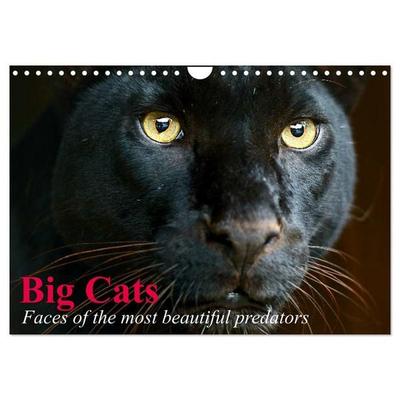 Big Cats • Faces of the most beautiful predators (Wall Calendar 2026 DIN A4 landscape), CALVENDO 12 Month Wall Calendar
