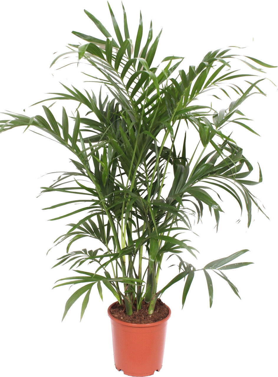 Pflanzen Stellapalme Chamaedorea Caracterarum 21 cm Topf