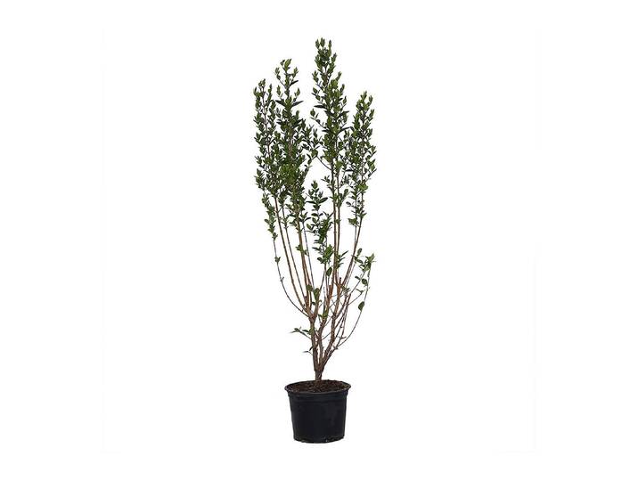 Ovalblättriger Liguster - Ligustrum ovalifolium 80-100cm inklusive Topf