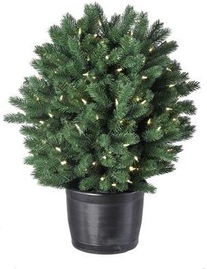 Regency International "30"" LED Potted Colorado Spruce Shrub"