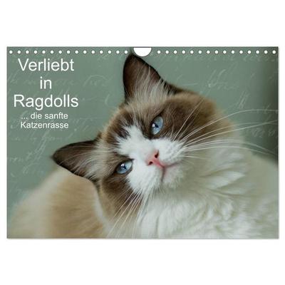 Verliebt in Ragdolls... die sanfte Katzenrasse (Wandkalender 2027 DIN A4 quer), CALVENDO Monatskalender