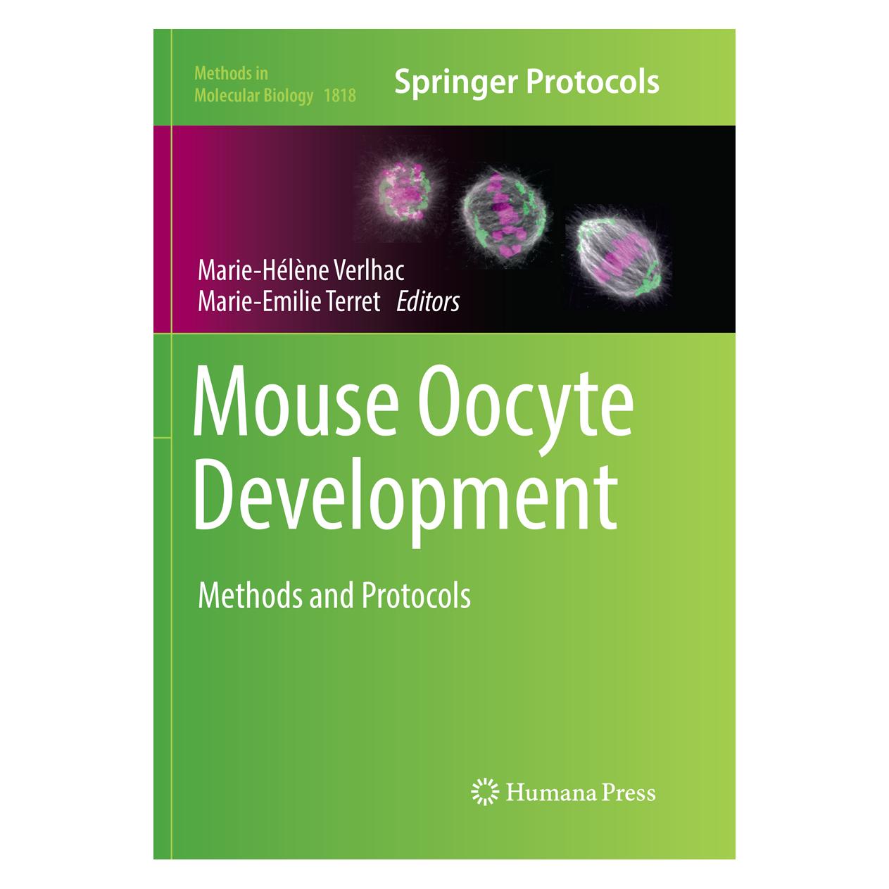 Springer Mouse Oocyte Development (Englisch, Softcover, Marie-Emilie Terret, Marie-Hélène Verlhac) (56078121)
