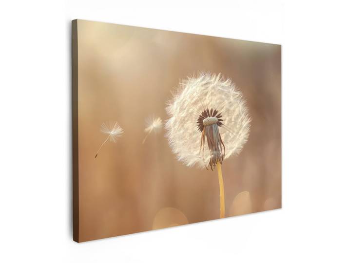 LEINWANDBILD Löwenzahn - Beige - Natur - Blume Wandbilder 80x60 cm
