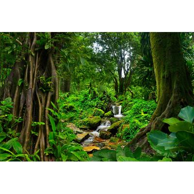 Fototapete PAPERMOON "TROPISCHER WALD-BAUM DSCHUNGEL SONNE WEG PFLANZE BACH", bunt, B:5m L:2,8m, Vlies, Tapeten