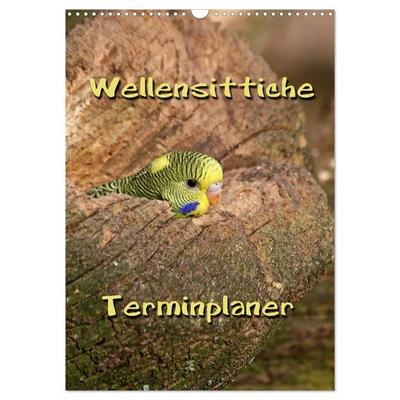Wellensittiche Terminplaner (Wandkalender 2026 DIN A3 hoch), CALVENDO Monatskalender