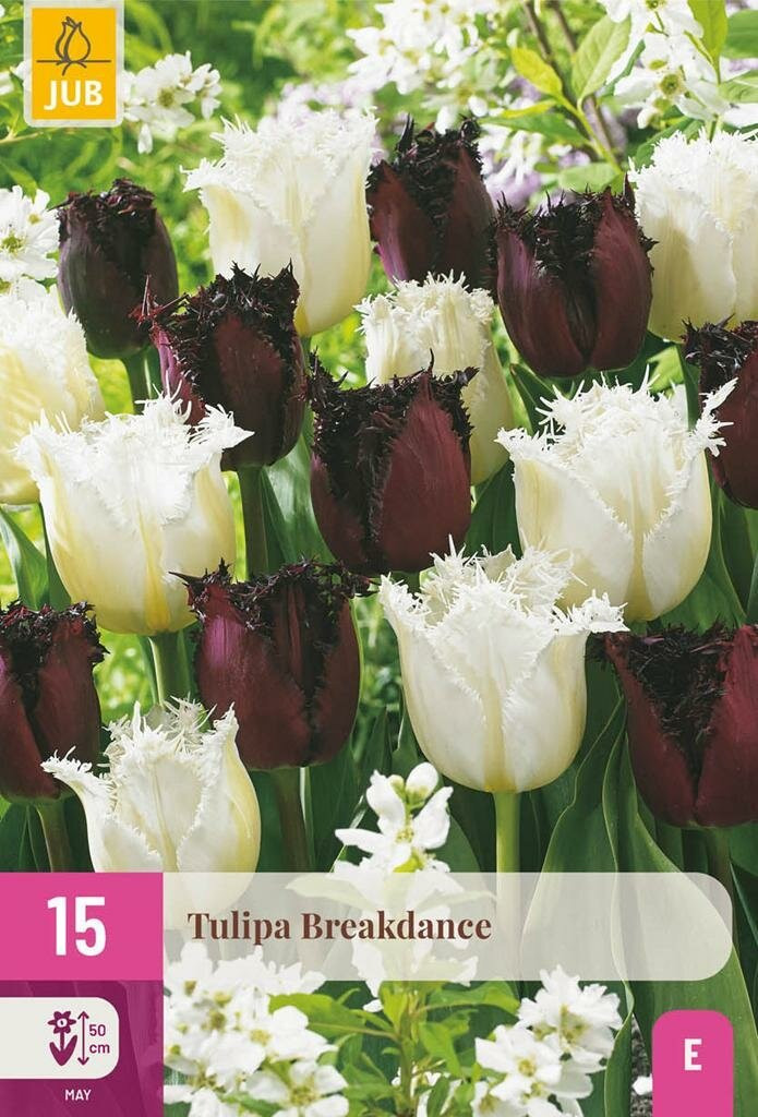 Jub Tulpen Breakdance Mix 15 bollen