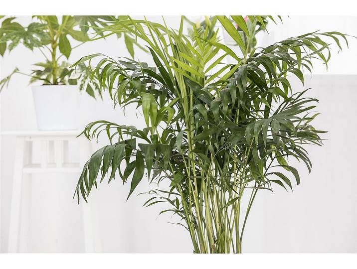 Qualité & Prix Betelnusspalme Areca catechu ⌀ 19 cm