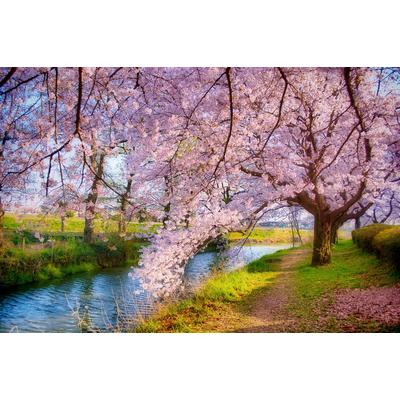 Fototapete PAPERMOON "Fluss mit Bäumen", bunt, B:5m L:2,8m, Vlies, Tapeten