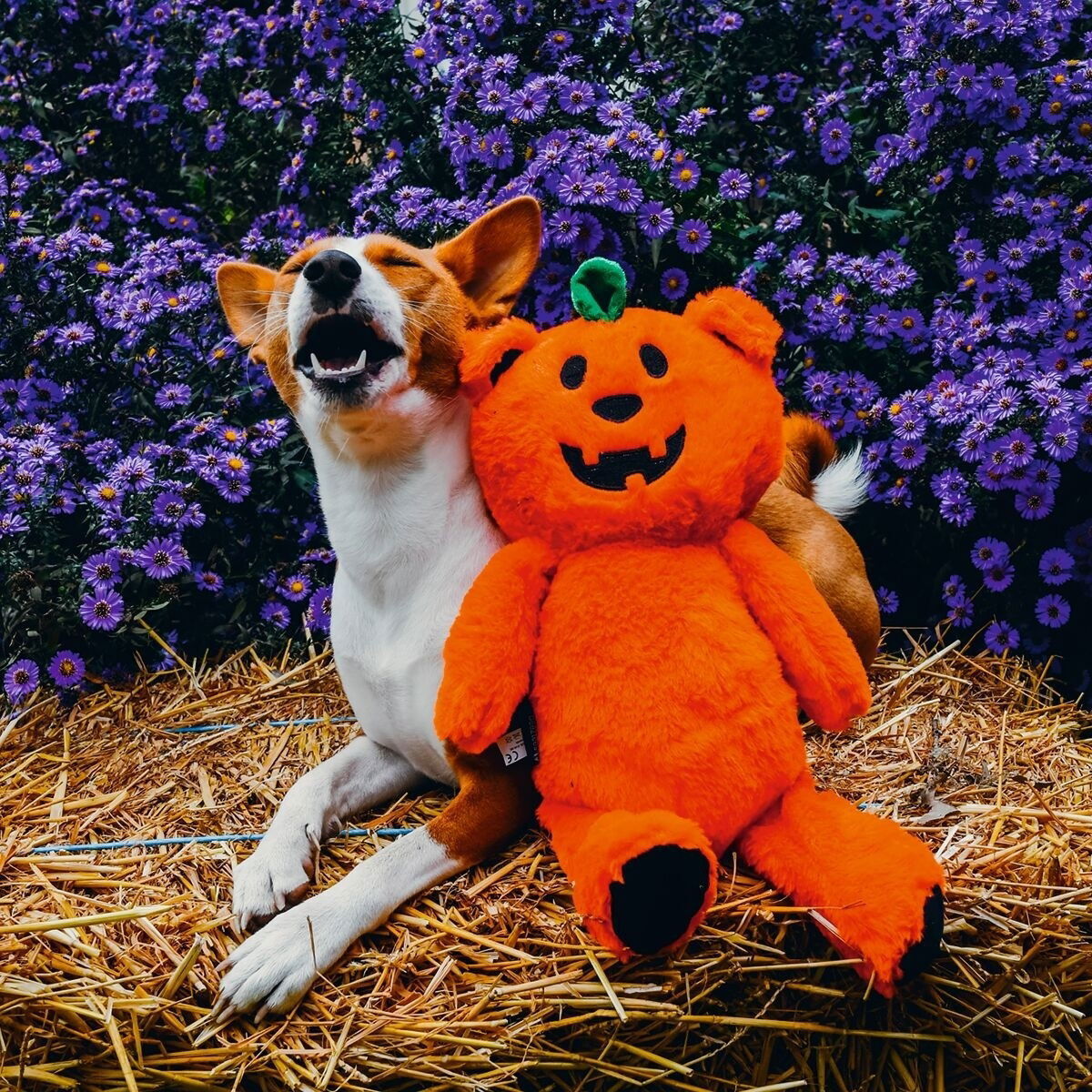 Beeztees Halloween Pumpabjörn