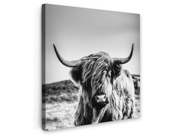 LEINWANDBILD Kuh - Schottischer Hochländer - Schwarz - Weiß - Tier - Natur - Wildtiere Deko Groß 90x90 cm