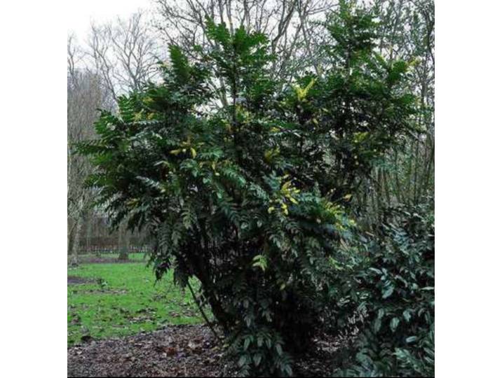 Mahonia media 'Winter Sun' - Mahoniestruik\, Druifstruik 40- 50 cm in pot