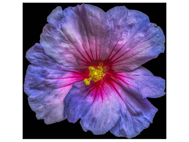 Alubild Hibiskusblüte in Blau und Rosa image LAND