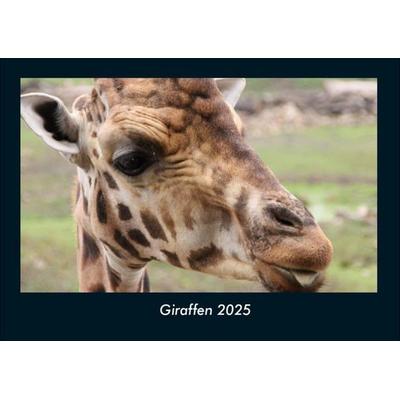 Giraffen 2025 Fotokalender DIN A4