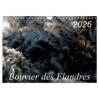 Bouvier des Flandres (Wandkalender 2026 DIN A4 quer), CALVENDO Monatskalender