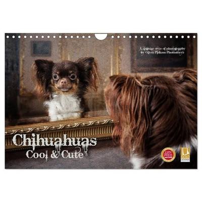 Chihuahuas - Cool and Cute (Wandkalender 2027 DIN A4 quer), CALVENDO Monatskalender