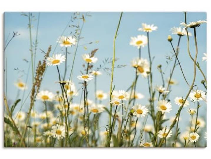 ARTLAND Wanddeko Leinwand Bilder Wandbild Pflanzen Blumenbilder Margeriten Blüte Natur Sommer Himmel U1ZZ