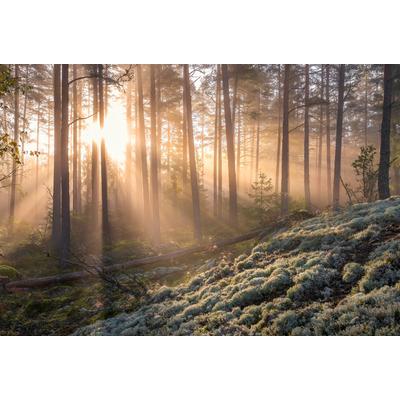 Fototapete PAPERMOON "CHRISTIAN LINDSTEN, NEBEL IM WALD MIT WEIßEM MOOS IM UNTERGRUND", bunt, B:5m L:2,8m, Vlies, Tapeten