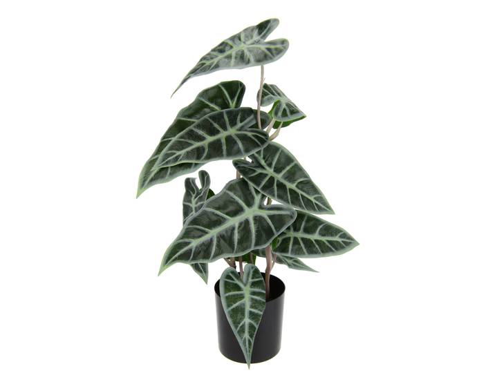Kunstpflanze I.GE.A. Calathea , grün, B:24cm H:45cm L:20cm, Obermaterial: 80% Polyester, 20% Kunststoff, Kunstpflanzen, Kunstpflanze, Kunst-Pflanze Seidenblumen ZimmerpflanzeZebrina Alocasia Sanderiana