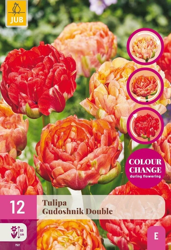 Tulipa Gudushnik Double JUB tulpenbollen, 15 stuks