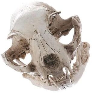 Uplift Essentials Resin Realistic Cat Skull Replica Medical Teaching Skeleton Model & Gothic Home Decor Ornament Resin Realistic Cat Skull Replica Medical Teaching Skeleton Model & Gothic Home Decor Ornament