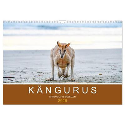 Kängurus, sprunghafte Gesellen (Wandkalender 2026 DIN A3 quer), CALVENDO Monatskalender