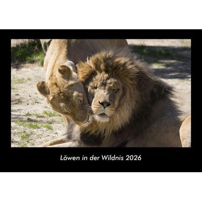 Löwen in der Wildnis 2026 Fotokalender DIN A3