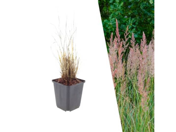 Plants by Frank Calamagrostis Brachytricha, 60x Diamantgras, Ø 9 cm Diamant-Reitgras Pflanzen, Winterhart Mehrjährig, Ziergräser, Gartenpflanzen, Topf 9 cm, Höhe: 15 cm