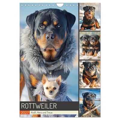 Rottweiler. Kraft, Herz und Treue (Wandkalender 2027 DIN A4 hoch), CALVENDO Monatskalender