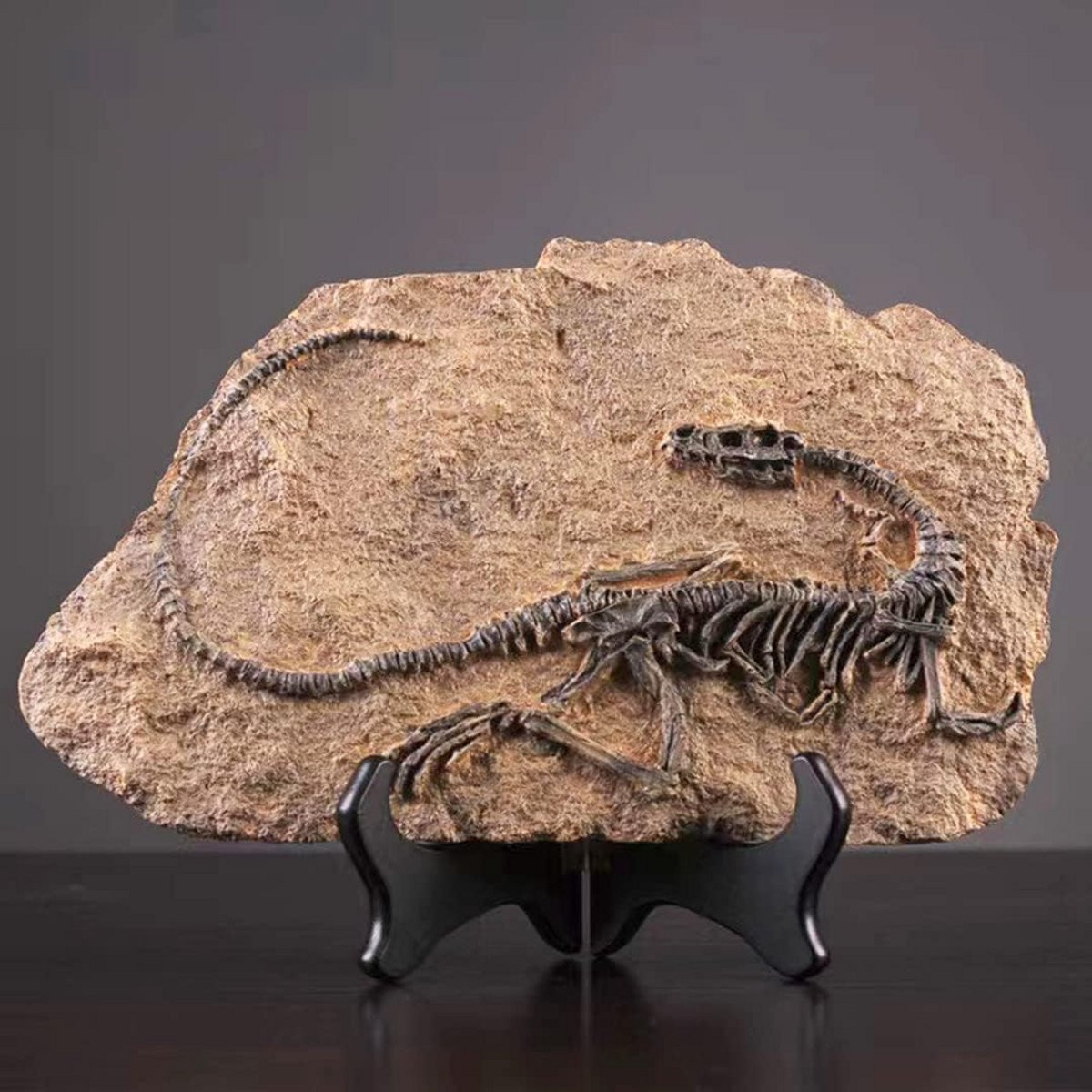 Gedetailleerd Dinosaurus Skelet Fossiel Beeld voor Desktop Decoratie