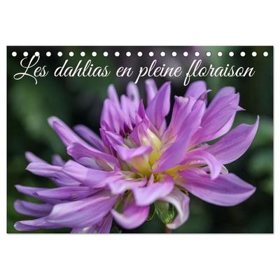Les Dahlias en pleine floraison (Calendrier de bureau 2027 DIN A5 vertical), CALVENDO calendrier mensuel