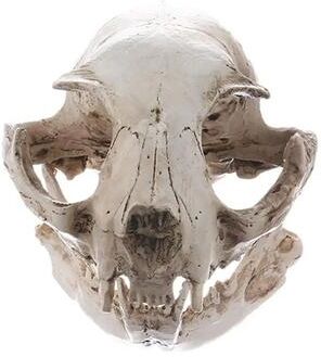 Uplift Picks Cat Skull Model Animal Skull Replica Realistic Anatomy Teaching Decor Ornament Cat Skull Model Animal Skull Replica Realistic Anatomy Teaching Decor Ornament
