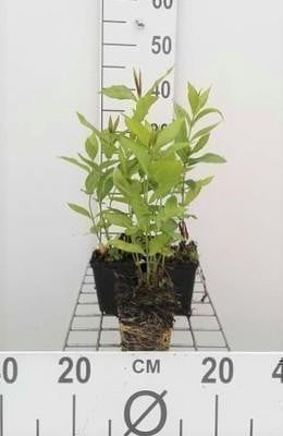 6 x Phlox Bright Eyes - Vlammende Phlox - Pot van 9 x 9 cm - GRDplanten