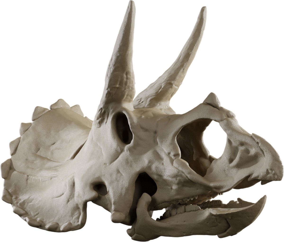 Triceratops Schedel Decoratie - Beige - 1:4 Schaalmodel Anatomische Dinosaurus Replica