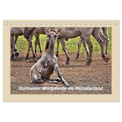 Dülmener Wildpferde im Münsterland (Tischkalender 2026 DIN A5 quer), CALVENDO Monatskalender
