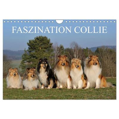 Faszination Collie 2027 (Wandkalender 2027 DIN A4 quer), CALVENDO Monatskalender