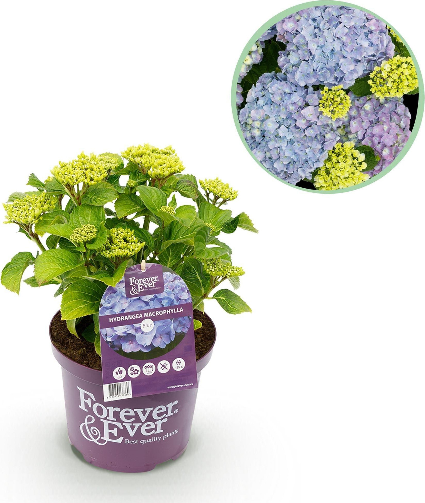 Oasis of Life Forever & Ever Hydrangea macrophylla tuinplant struik