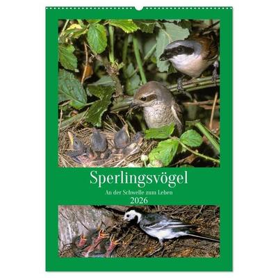 Sperlingsvögel an der Schwelle zum Leben (Wandkalender 2026 DIN A2 hoch), CALVENDO Monatskalender