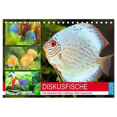 Diskusfische. Die bezaubernden Lieblinge vieler Aquarianer (Tischkalender 2026 DIN A5 quer), CALVENDO Monatskalender
