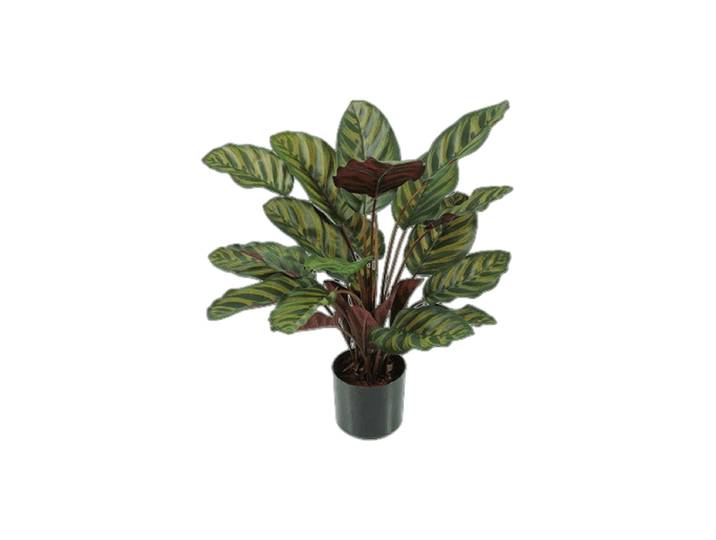 Lebensechte Kunstpflanze „Calathea Makoyana“, verschiedene Grössen Grün, Rot Baq Design
