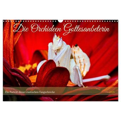 Die Orchideen Gottesanbeterin (Wandkalender 2026 DIN A3 quer), CALVENDO Monatskalender
