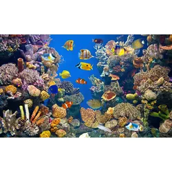 Fototapete PAPERMOON "UNTERWASSER-WELT-FISCHE KORALLE SEE MEER TIERE OZEAN", bunt, B:3,5m L:2,6m, Vlies, Tapeten