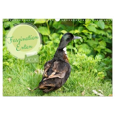 Faszination Enten (Wandkalender 2026 DIN A3 quer), CALVENDO Monatskalender