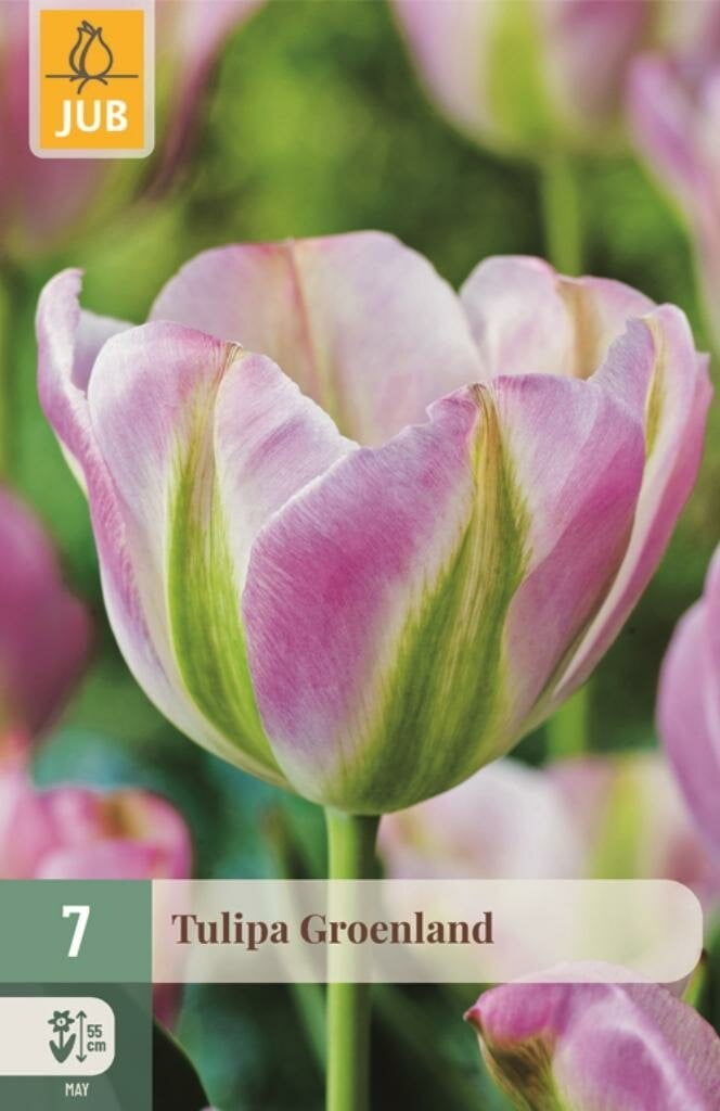 Jub Tulp Groenland 7 bollen