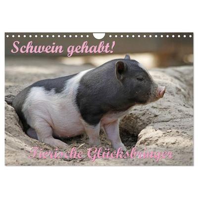 Schwein gehabt! (Wandkalender 2026 DIN A4 quer), CALVENDO Monatskalender