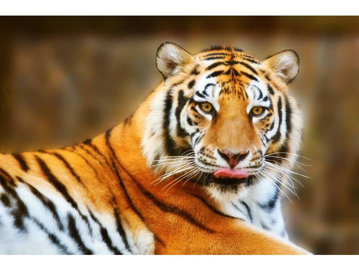 Fototapete PAPERMOON Resting Tiger , bunt, B:1,5m L:1,11m, Vlies, Tapeten, Fototapete