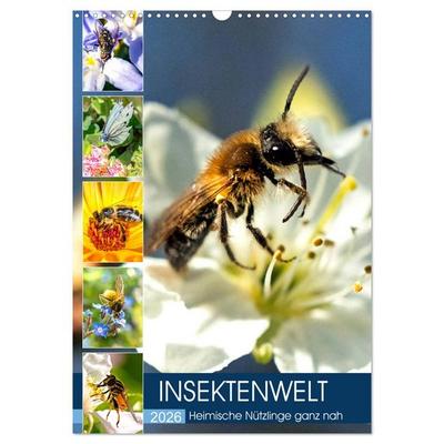 INSEKTENWELT - Heimische Nützlinge ganz nah (Wandkalender 2026 DIN A3 hoch), CALVENDO Monatskalender