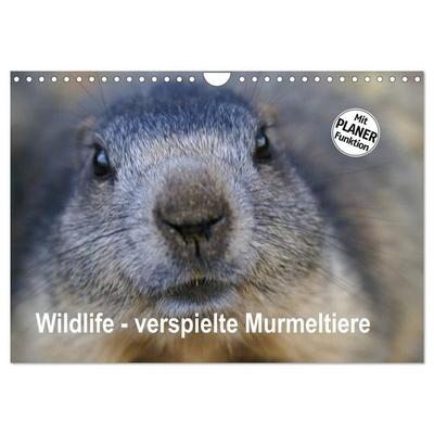 Wildlife - Verspielte Murmeltiere (Wandkalender 2027 DIN A4 quer), CALVENDO Monatskalender