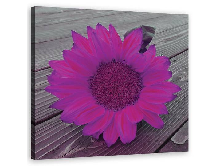 Feeby Wandbild rosa sonnenblume, Lila, Floral, Rechteckig, 50x50 cm, Bilder & Rahmen, Bilder, Leinwandbilder